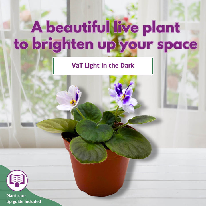 VaT Light in the Dark African Violet 4 inch