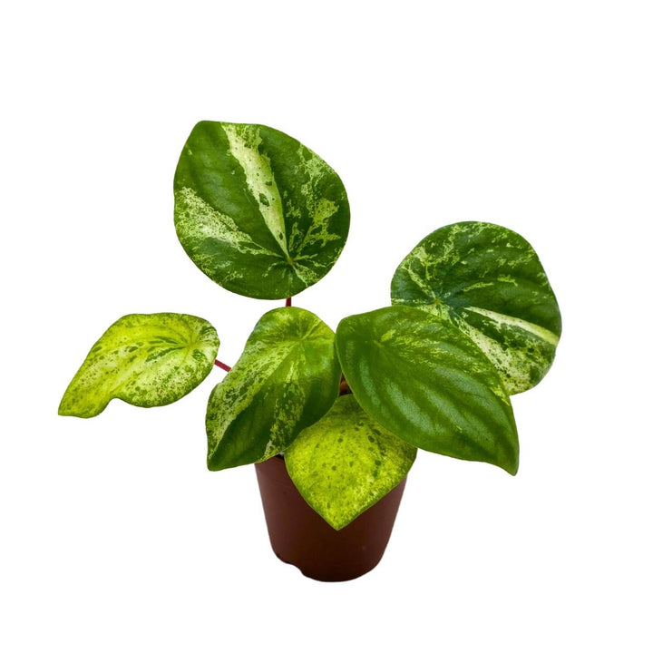 Harmony's Gold Dust Peperomia, Variegated Watermelon Pep Sport