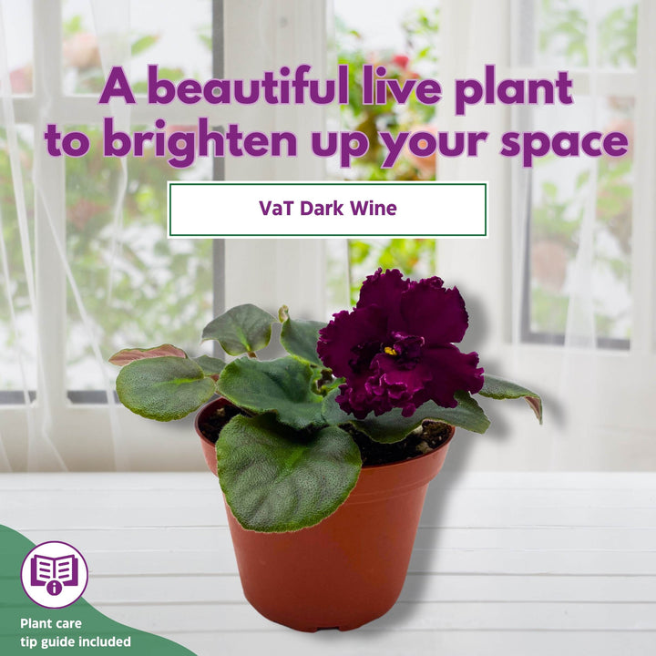 VaT Dark Wine African Violet Saintpaulia 4 inch