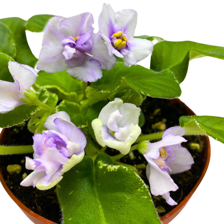 Senk's Snowy Egred Variegated African Violet Saintpaulia 4 inch