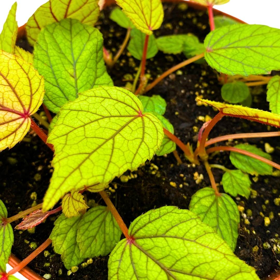 Begonia Abdullahpieei, 6 inch Rhizomatous Rhizo