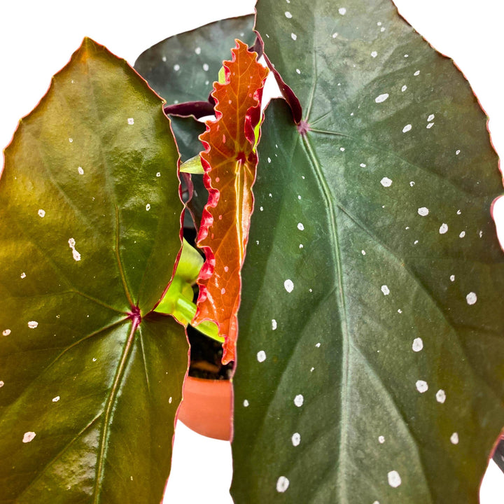 Harmony's Dotted Dagger Angel Wing Cane Begonia 4 inch