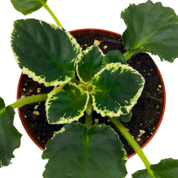 African Violet Cool Mint Variegated 4 inch White Flower