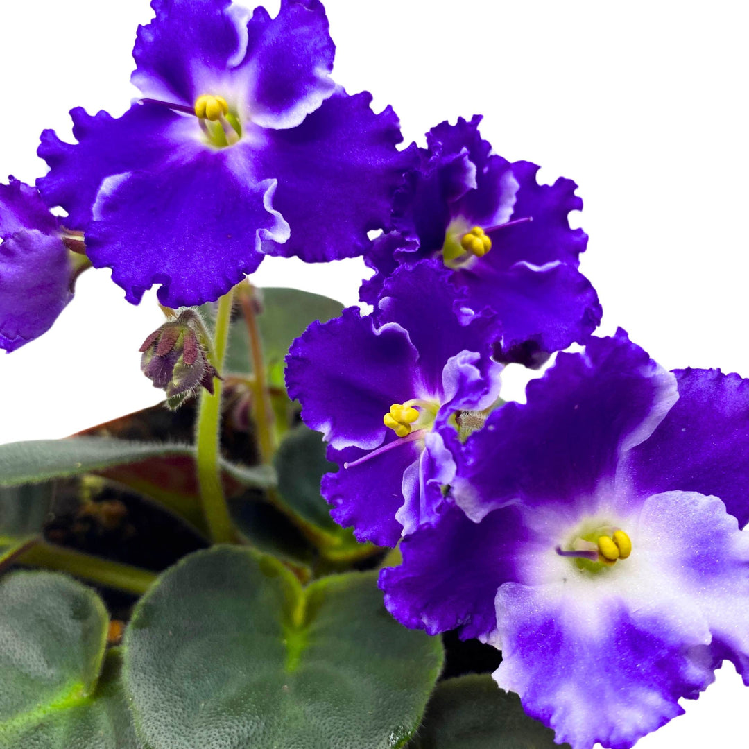 Snow Edelweiss African Violet Saintpaulia 4 inch