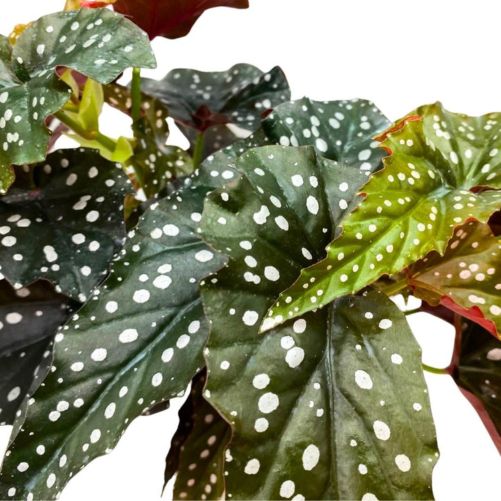 Angel Wing Cane Begonia Dark Forest 4 inch