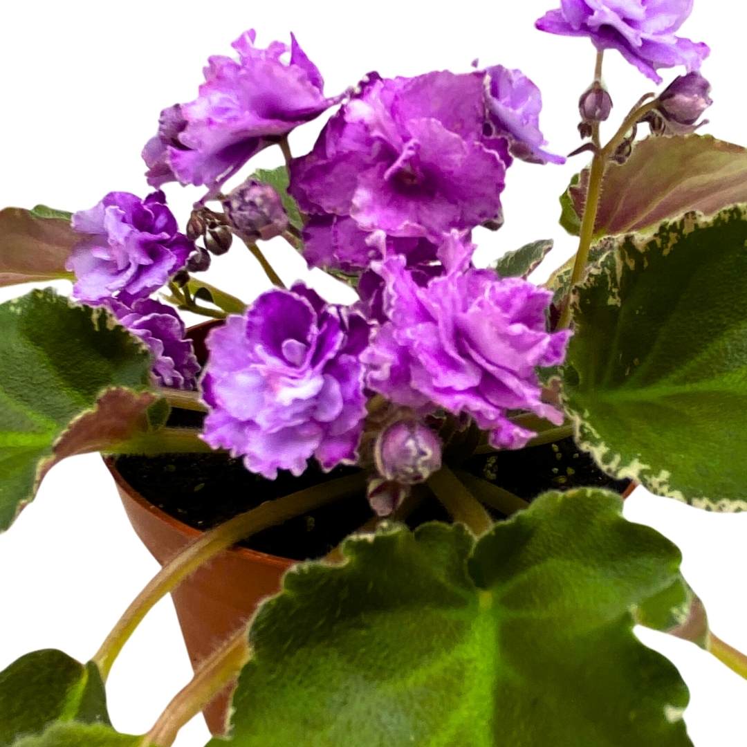 African Violet Wrangler's High Sierra 4 inch