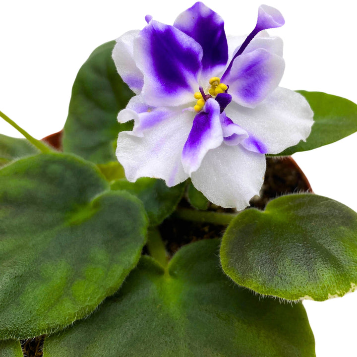 VaT Light in the Dark African Violet 4 inch