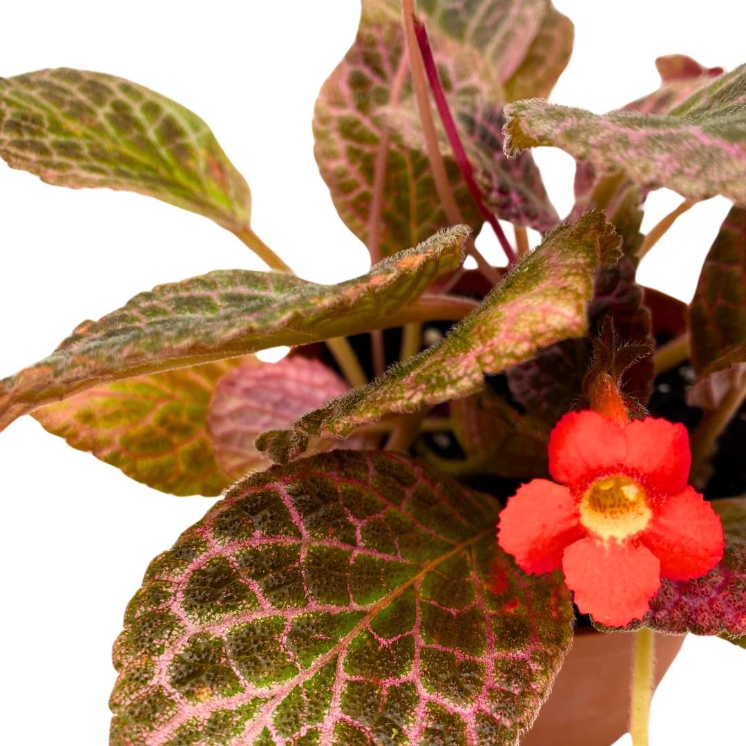 Episcia Strawberry Fields Flame Violet 4 inch