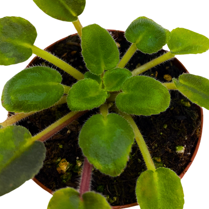 Mini African Violet Hunter's Primal Scream 2 inch Purple Flower White Flecks