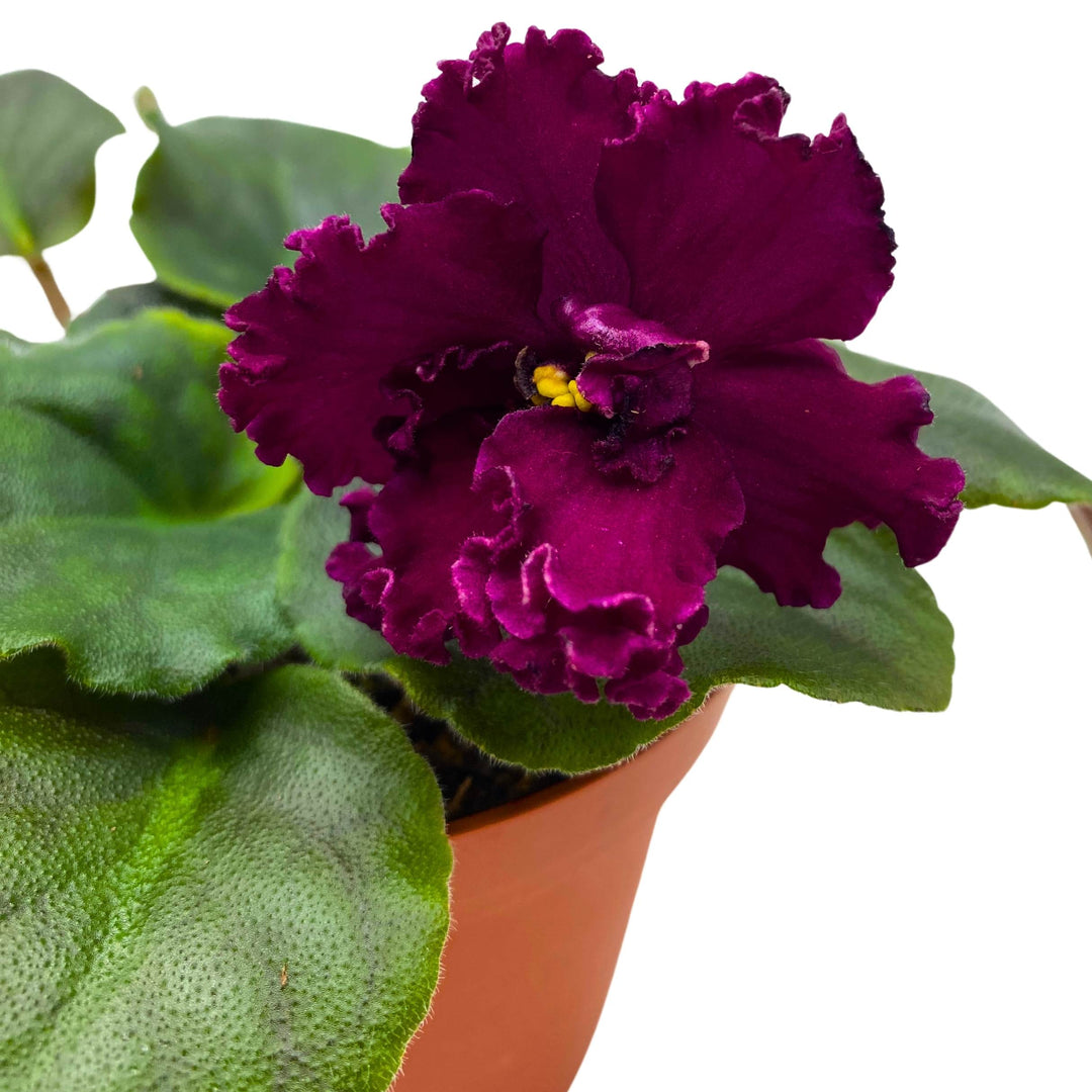 VaT Dark Wine African Violet Saintpaulia 4 inch