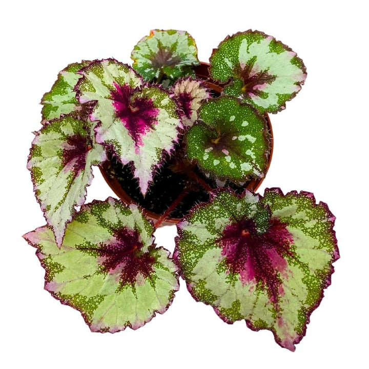Harmony's Peppermint Twist Begonia Rex 4 inch Pink Green White Dots Curly Spotted