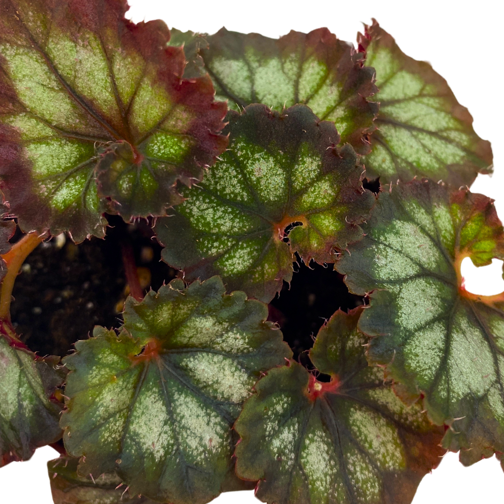 Harmony's Double Vision Begonia Rex 4 inch Black Gray Purple