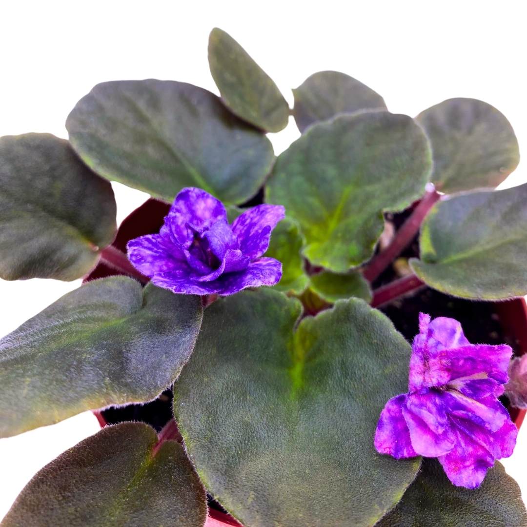 African Violet Cajun's Blueberry Hill 4 inch Gesneriad