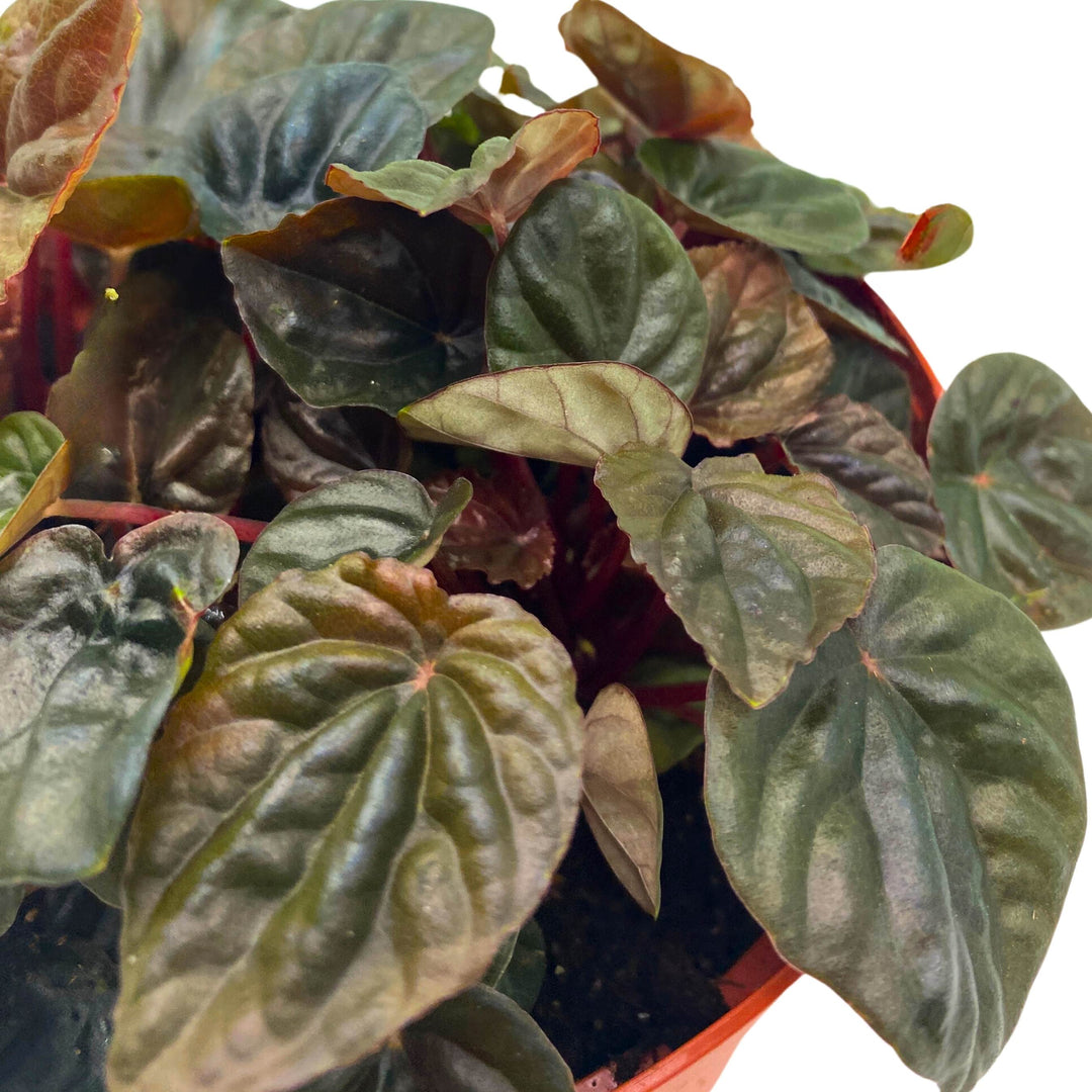 Peperomia Chocolate Emerald Ripple Brown with Green Variegation 6 inch