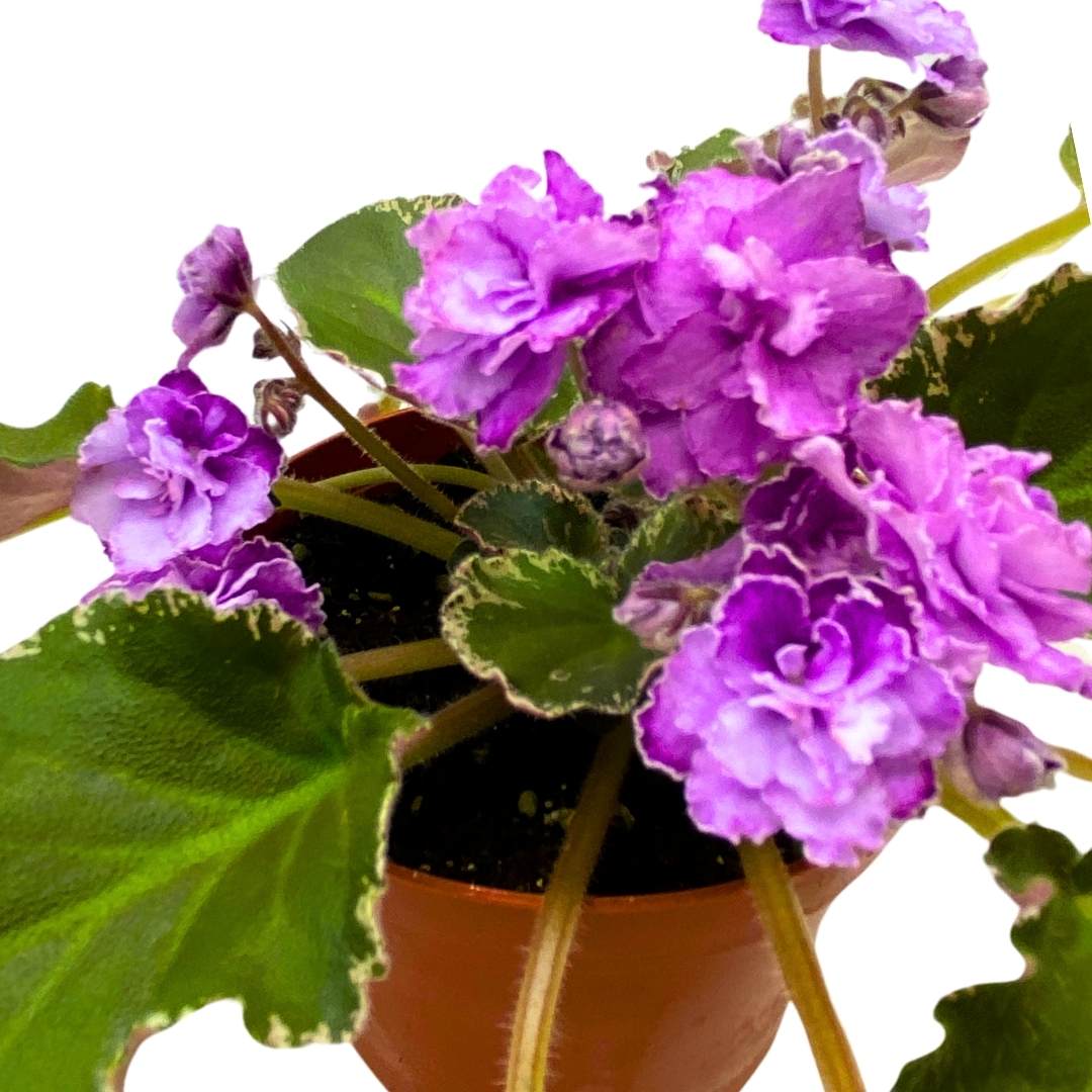 African Violet Wrangler's High Sierra 4 inch