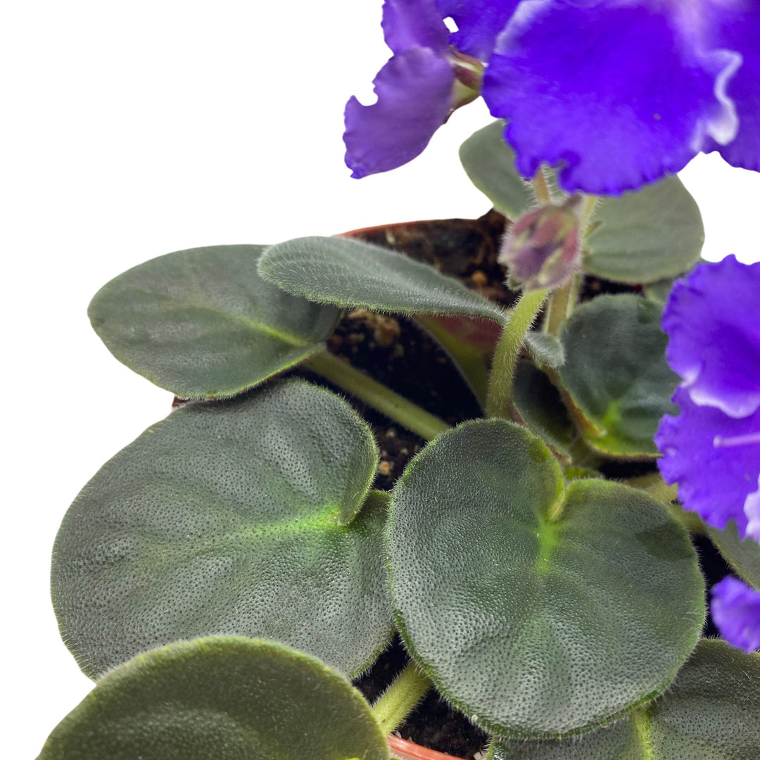 Snow Edelweiss African Violet Saintpaulia 4 inch