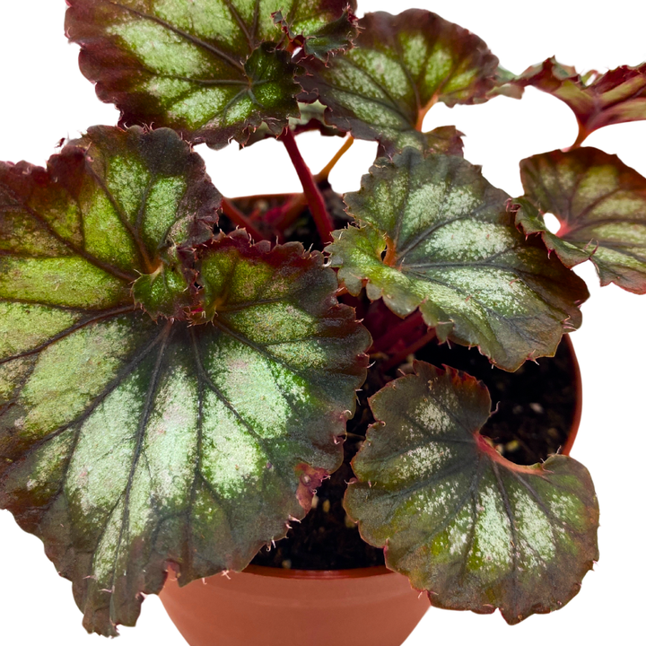 Harmony's Double Vision Begonia Rex 4 inch Black Gray Purple