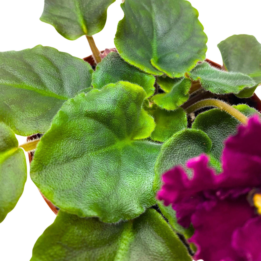 VaT Dark Wine African Violet Saintpaulia 4 inch