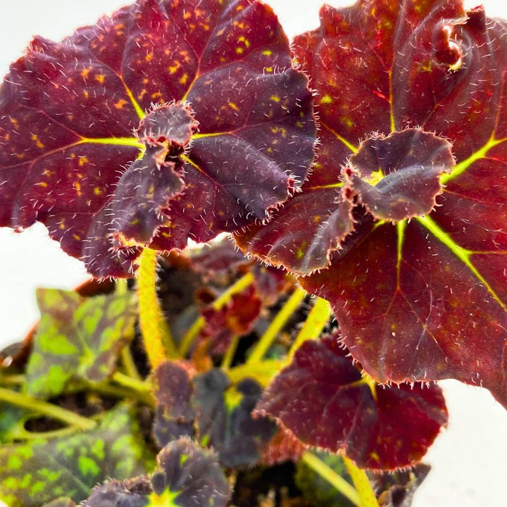 Begonia YTO Yellow Therma O'Reilly 4 inch Rhizomatous