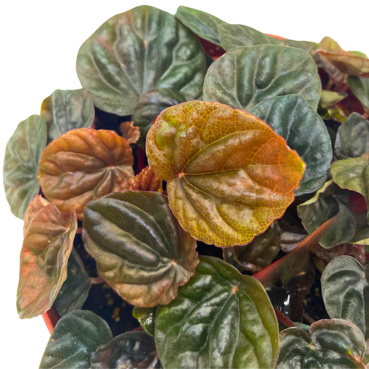 Peperomia Chocolate Emerald Ripple Brown with Green Variegation 6 inch