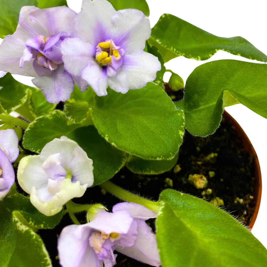 Senk's Snowy Egred Variegated African Violet Saintpaulia 4 inch