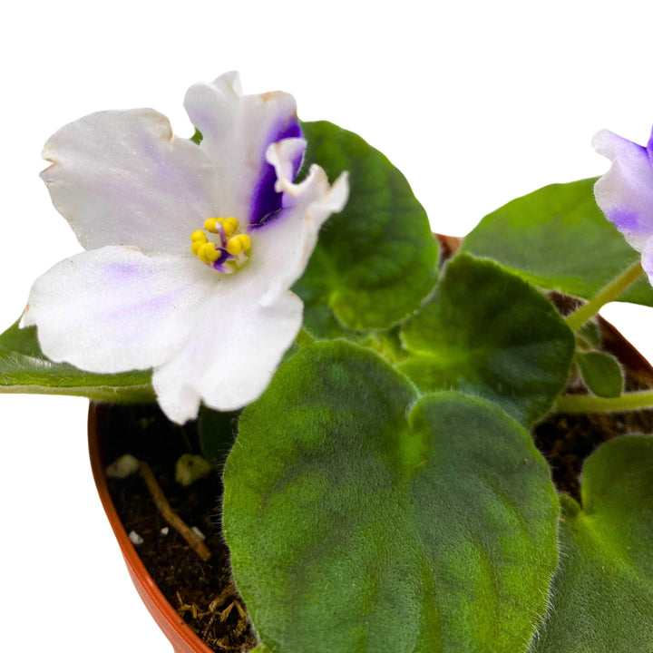 VaT Light in the Dark African Violet 4 inch