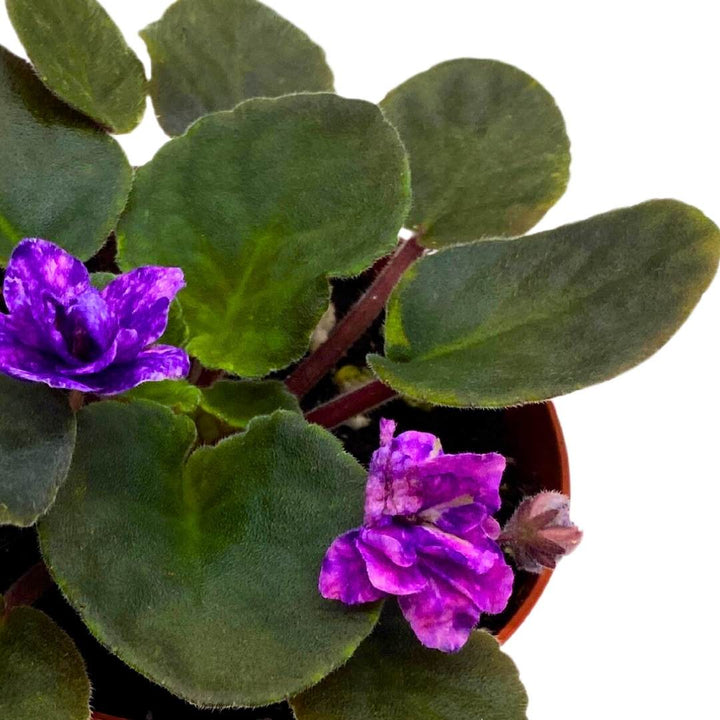 African Violet Cajun's Blueberry Hill 4 inch Gesneriad