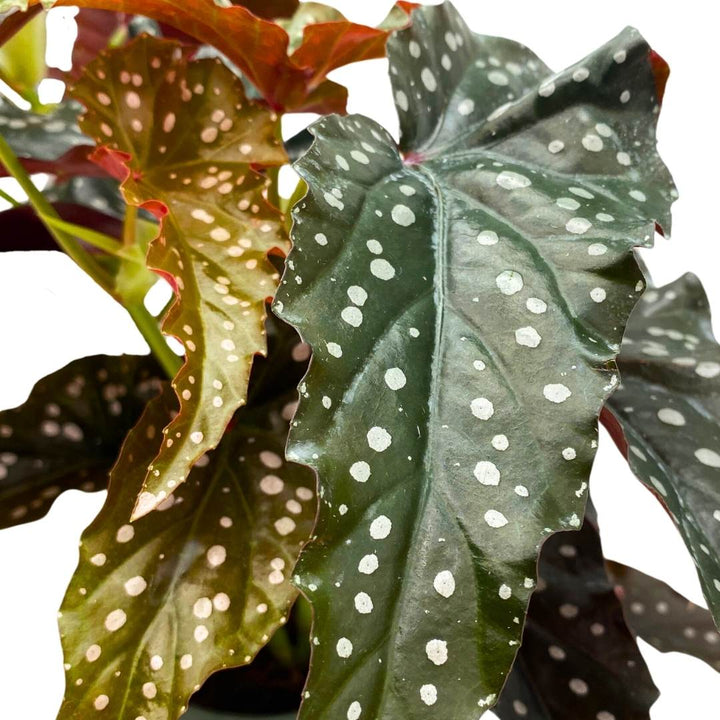 Angel Wing Cane Begonia Dark Forest 4 inch