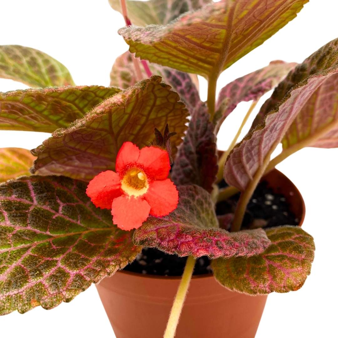 Episcia Strawberry Fields Flame Violet 4 inch