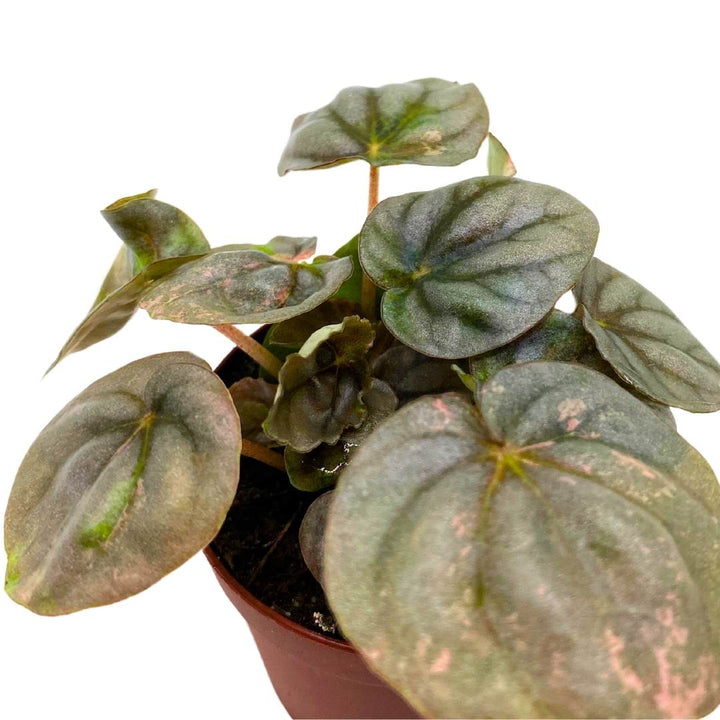 Peperomia Pink Lady 2 inch Harmony's pink variegated pep strong genetics