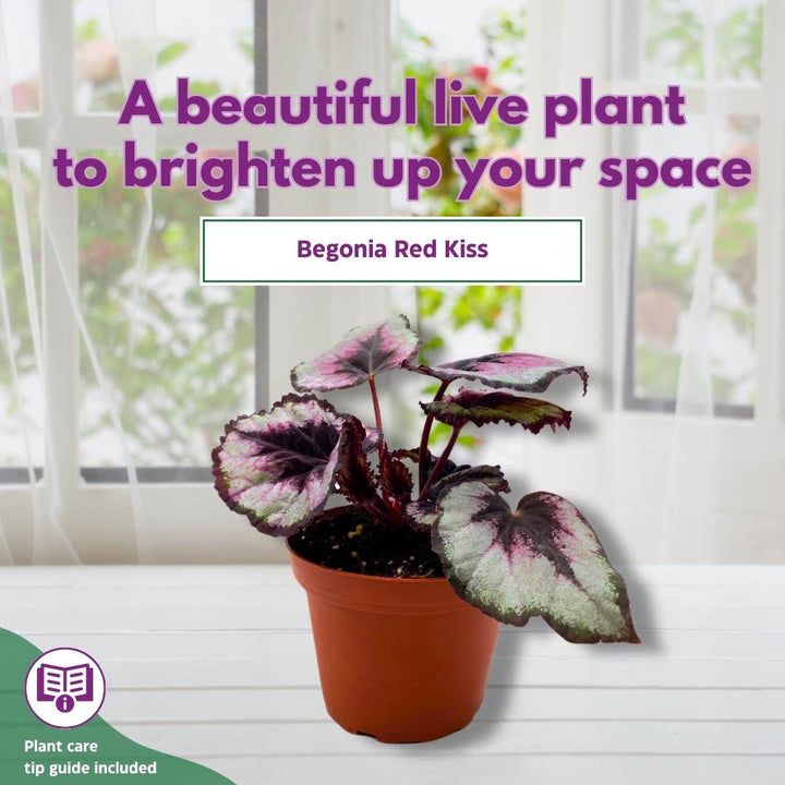 Begonia Rex Red Kiss 4 inch