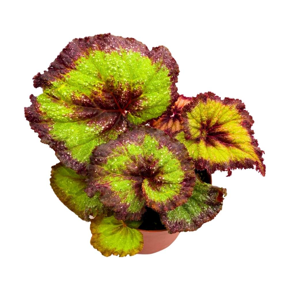 Harmony's Andromeda Begonia Rex 6 inch Gnarly – Harmony Foliage