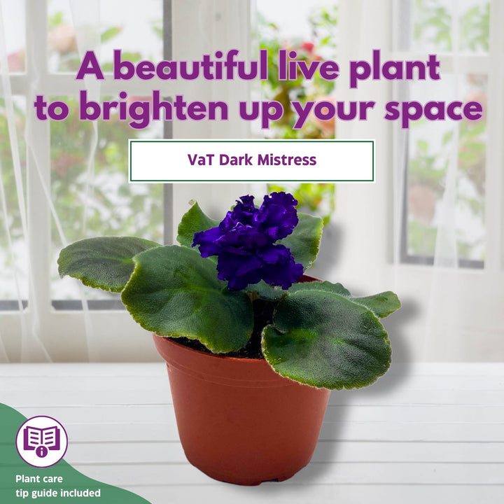 VaT Dark Mistress African Violet Saintpaulia 4 inch