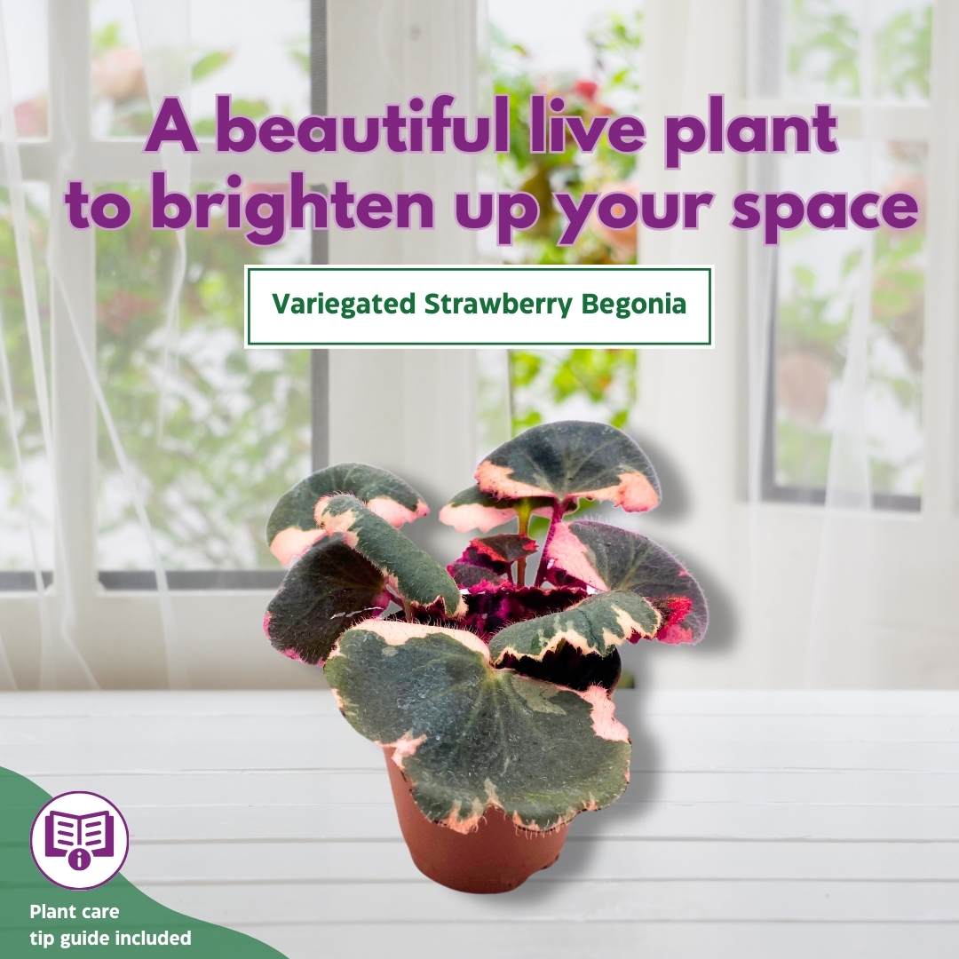 Variegated Strawberry Begonia 2 inch Set of 3 Saxifraga stolonifera