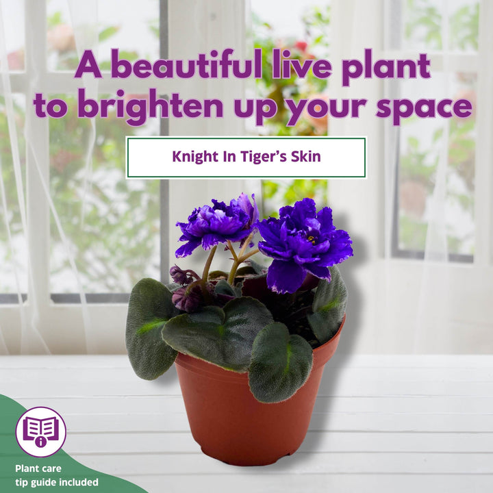 Knight in Tiger's Skin African Violet Variegated Flower 4 inch