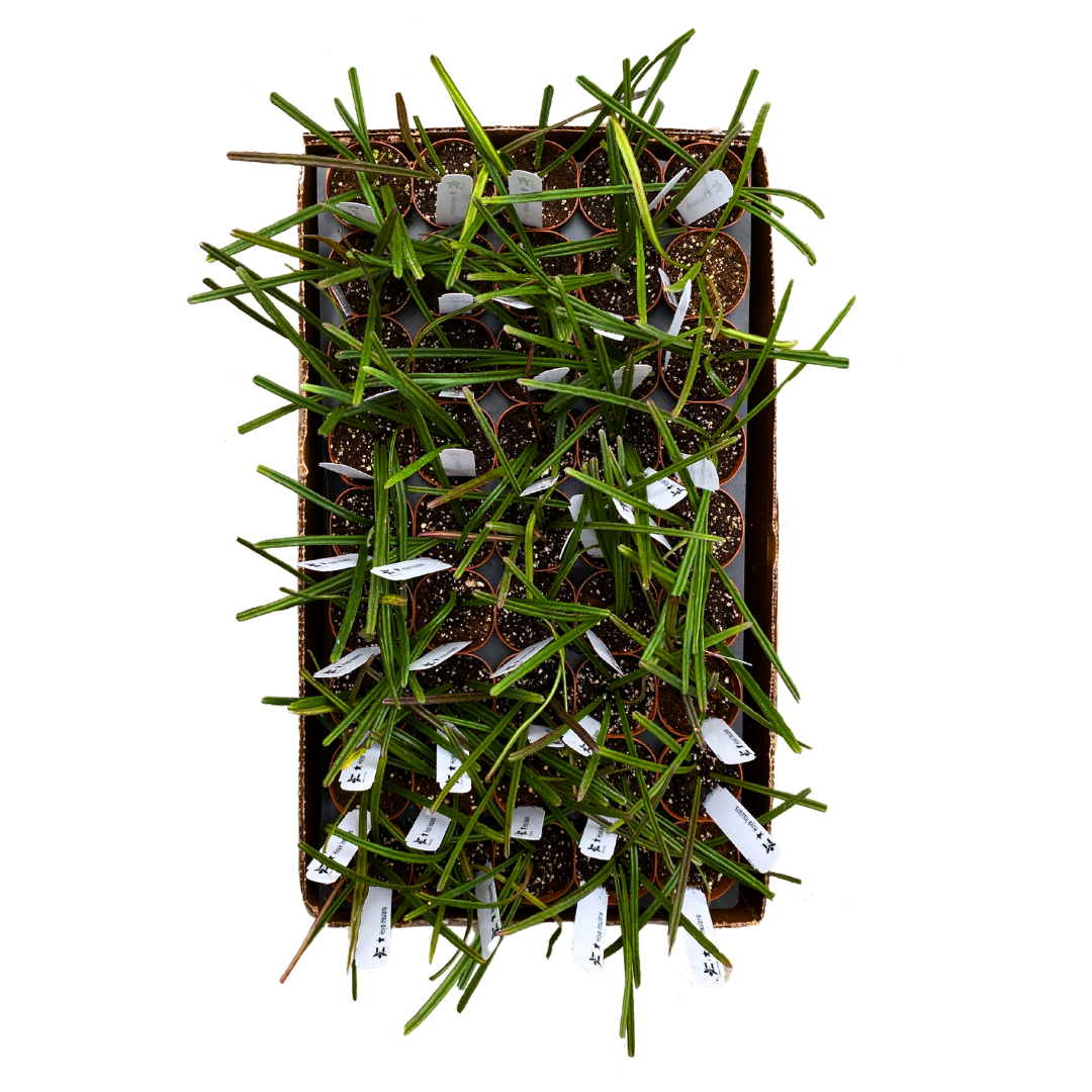 2 inch Hoya Insularis HALF case (45)