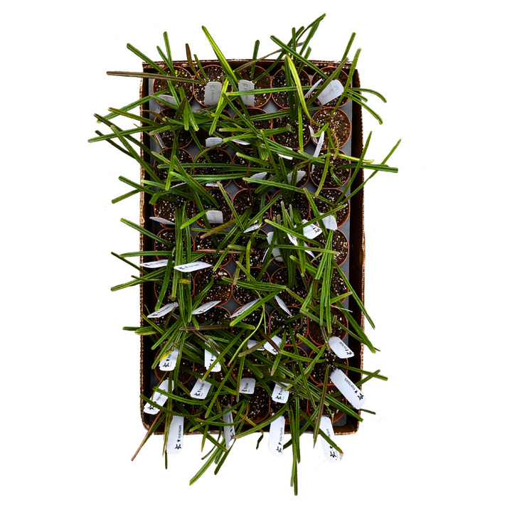 2 inch Hoya Insularis HALF case (45)