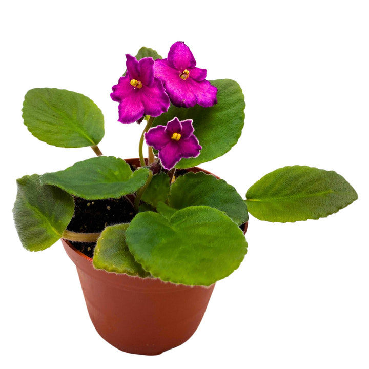 Sunset Kiss African Violet Saintpaulia 4 inch