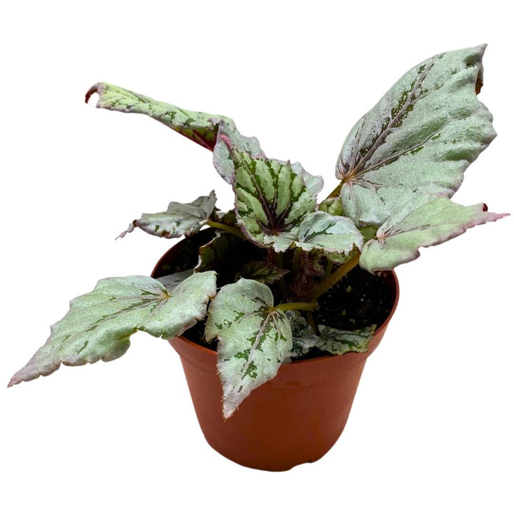 Begonia Rex Dew Drop 4 inch