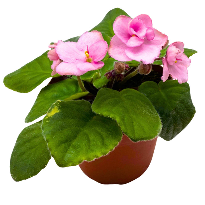 Ma's Debutante African Violet 4 inch