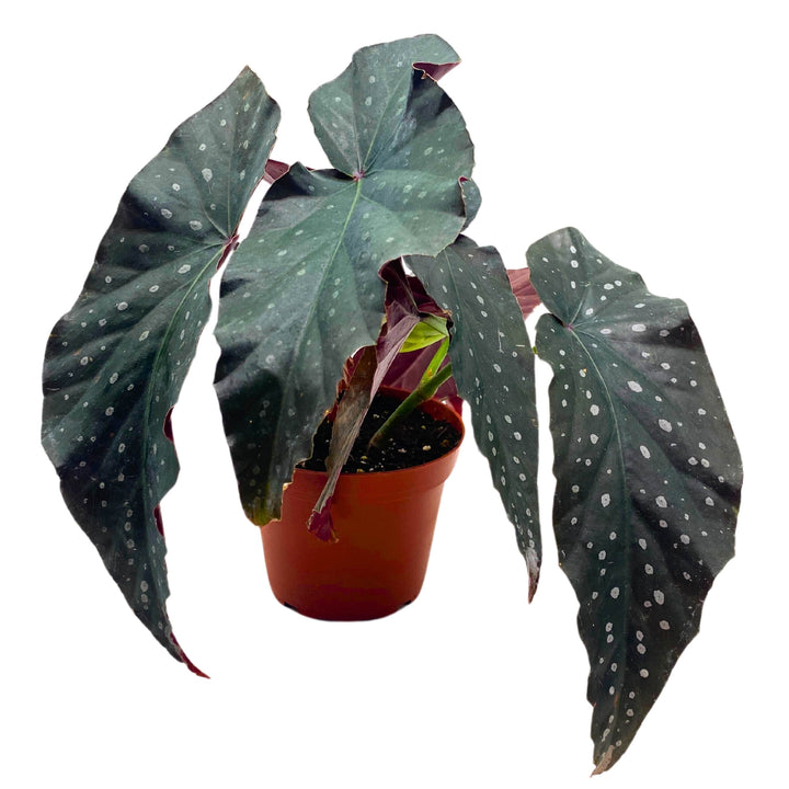 Harmony's Dark Horse Angel Wing Begonia 4 inch