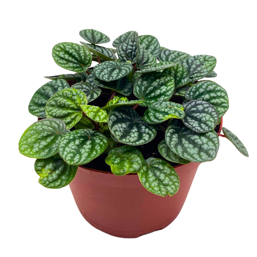 Peperomia Burbella Deep Ripple 6 inch