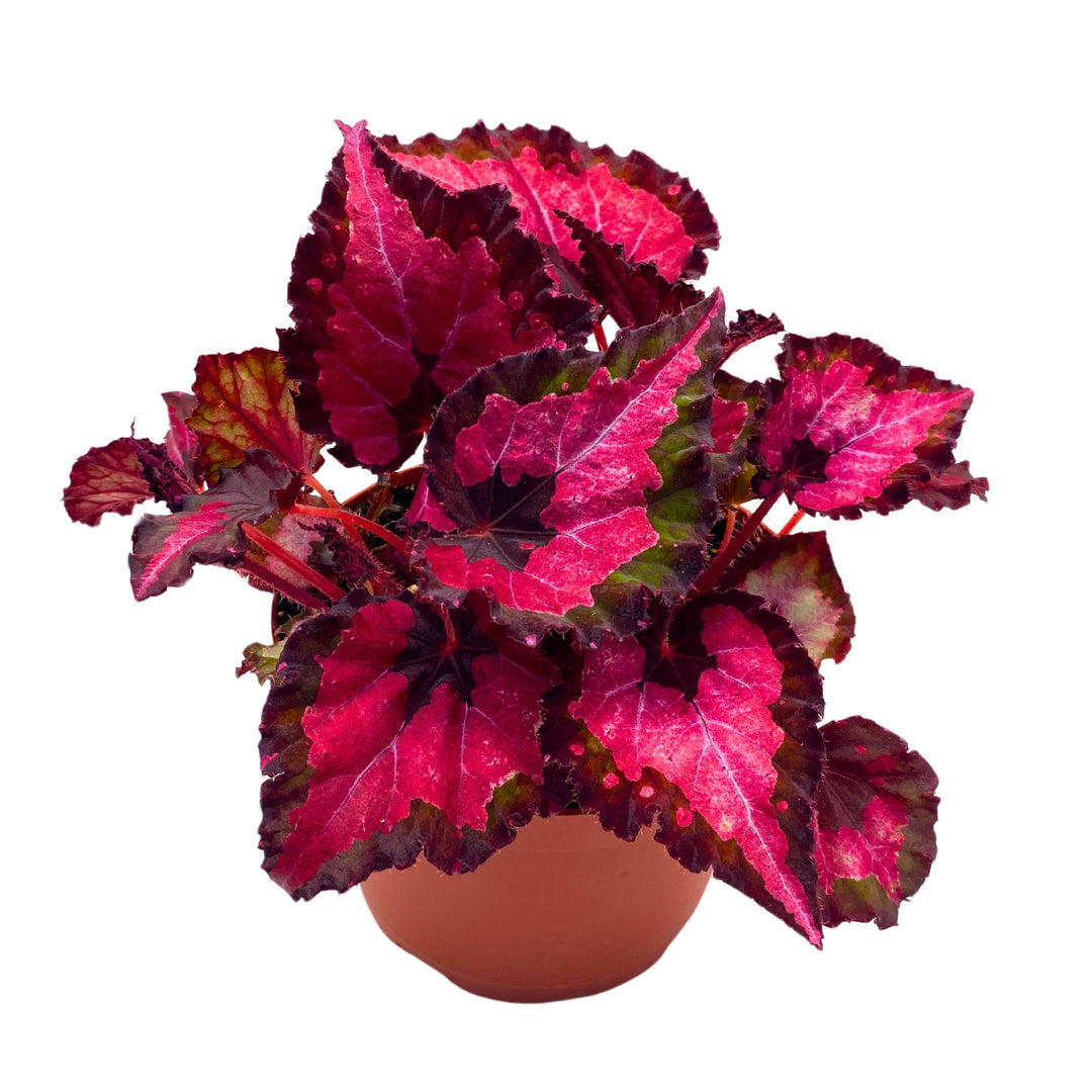 Begonia Rex Harmony's Red Velvet 4 inch