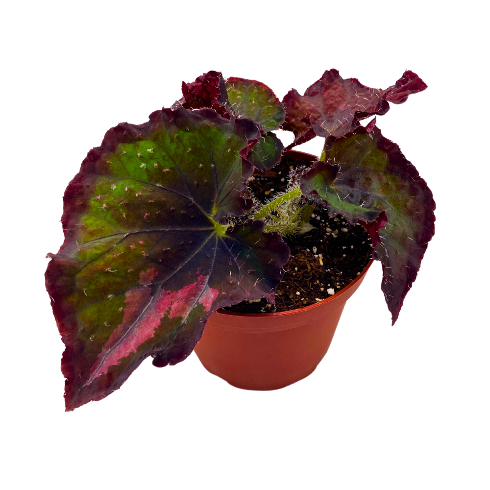 Indian Summer Begonia Rex 4 inch Dark Red Green Bronze Hue White Hairs