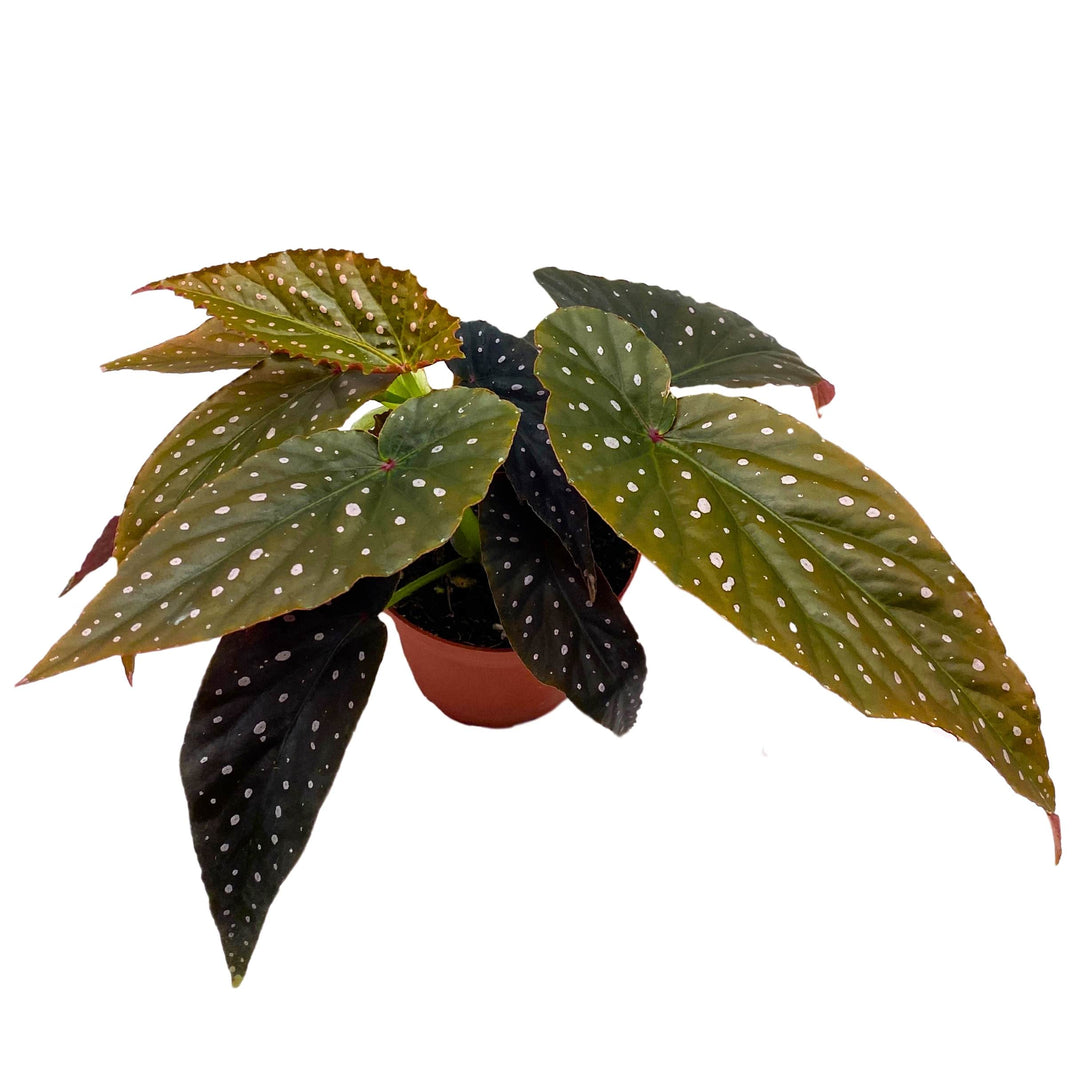 Harmony's Black Magic Angel Wing Cane Begonia 4 inch