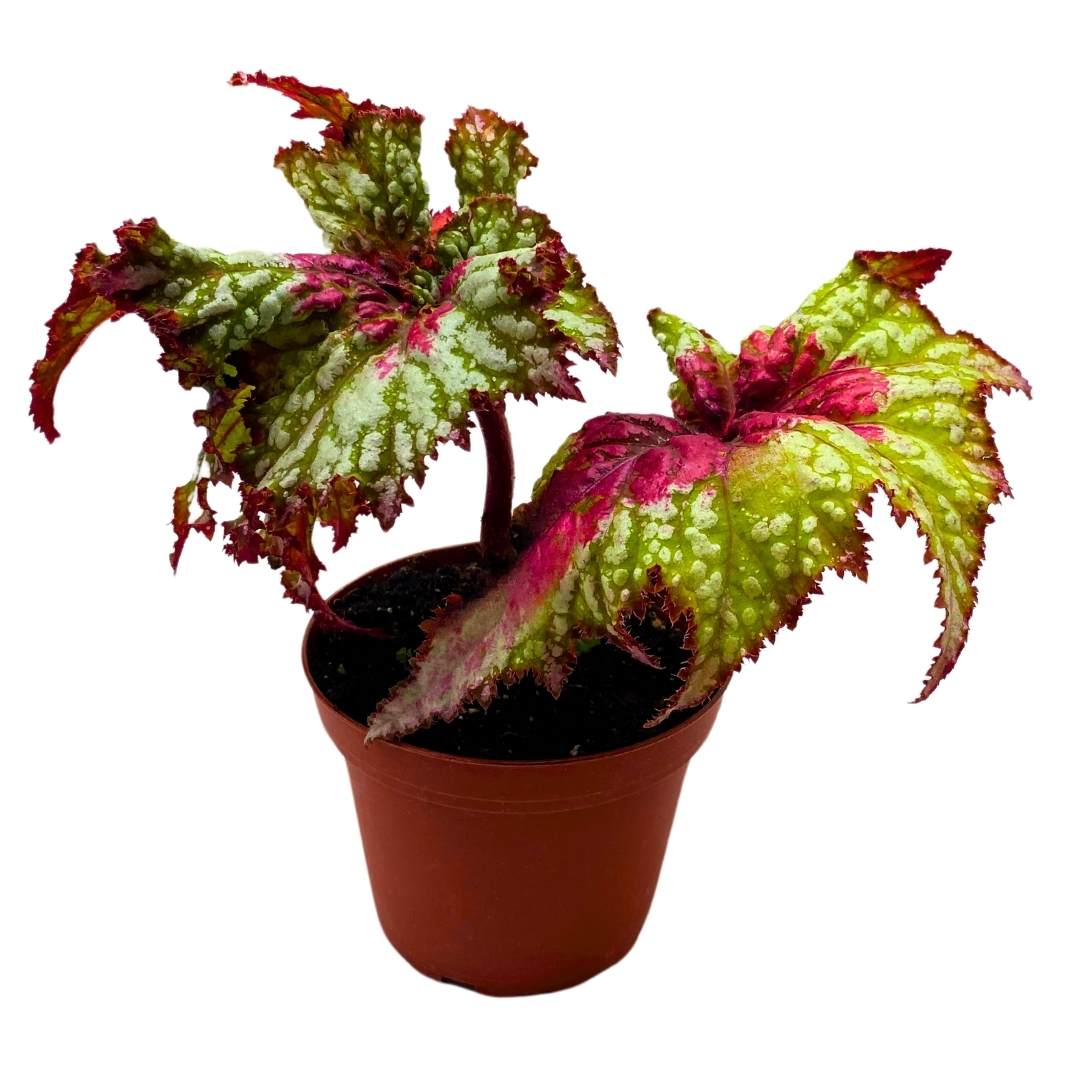 Begonia Rex Harmony's Watermelon Sugar High 4 inch New Hybrid