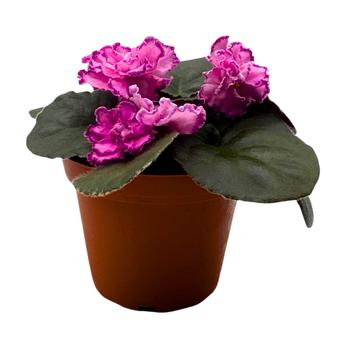 African Violet LE Rimma 4 inch