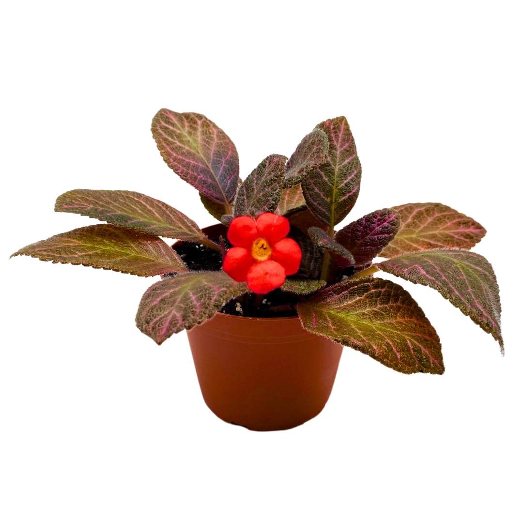 Episcia Pink Gator Flame Violet 4 inch – Harmony Foliage