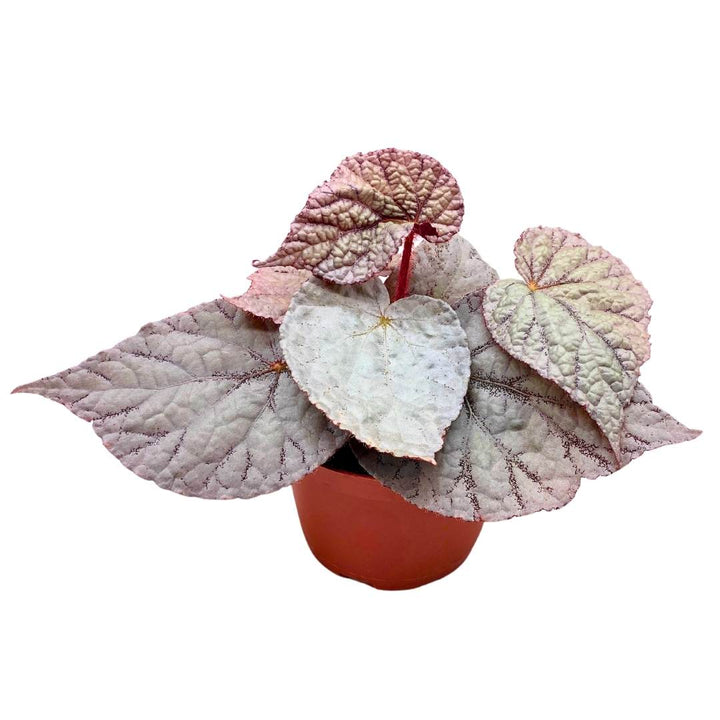 Begonia Rex 'Silver' in a 6 inch Pot Large Leaf Variety