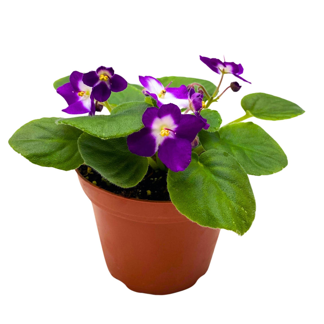 Sugar Plum Dream African Violet Saintpaulia 4 inch